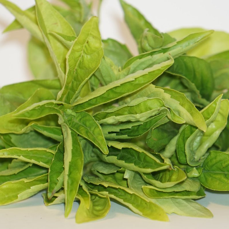 Fresh Herb Bundle