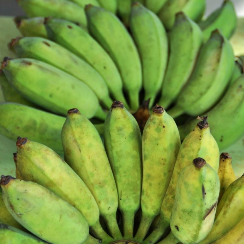 Fresh Plantain Bunch